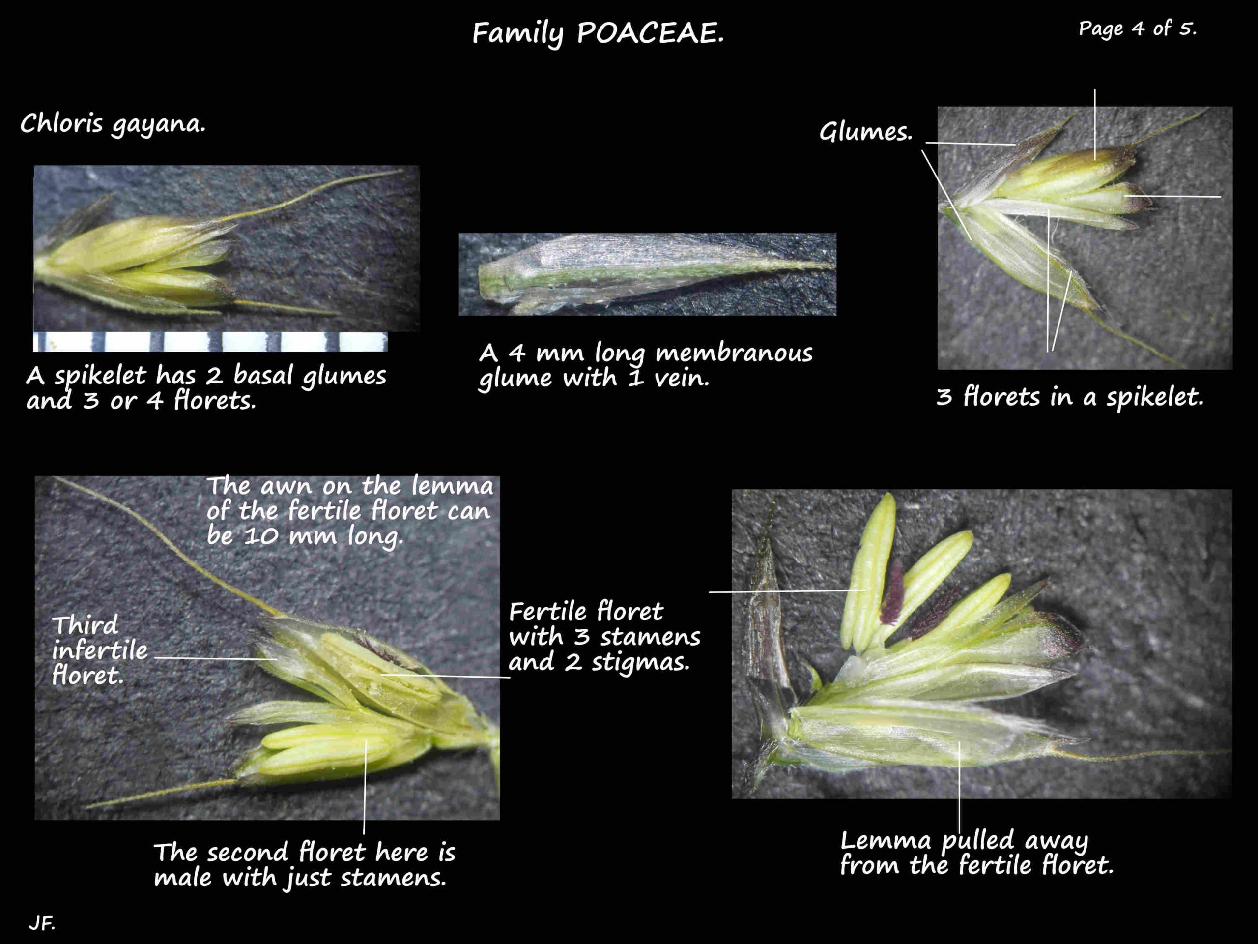 4 Glumes & florets in Chloris spikelets